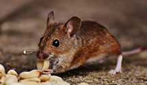 24 Hour & Emergency Exterminators in Ozone Park, NY